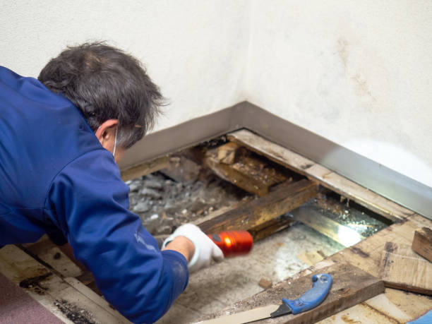 Best White Mold Remediation in Ogden, NC