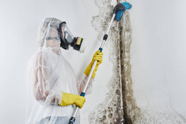 Best Mold Remediation for Specific Building Types in Ogden, NC
