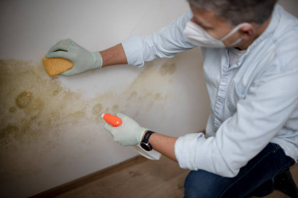 Best Preventive Mold Services in Ogden, NC