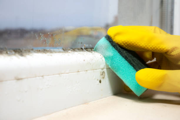 Best Crawl Space Mold Remediation in Ogden, NC