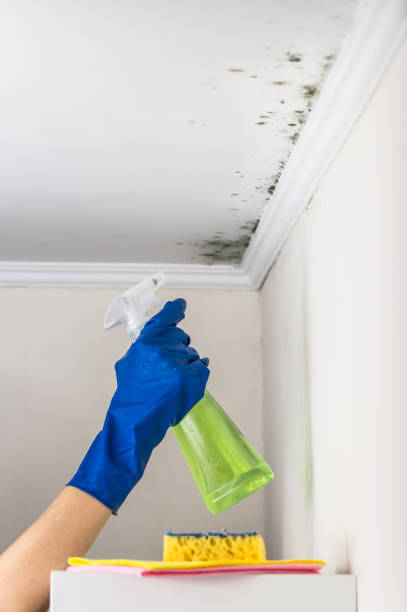 Best Attic Mold Remediation in Ogden, NC
